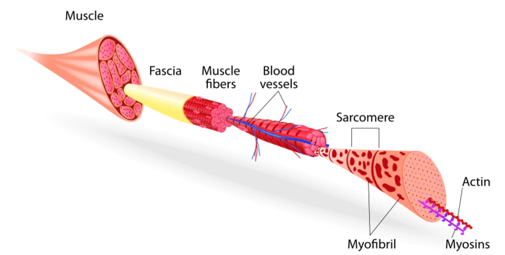 muscle-soreness-post-exercise-causes-and-recovery